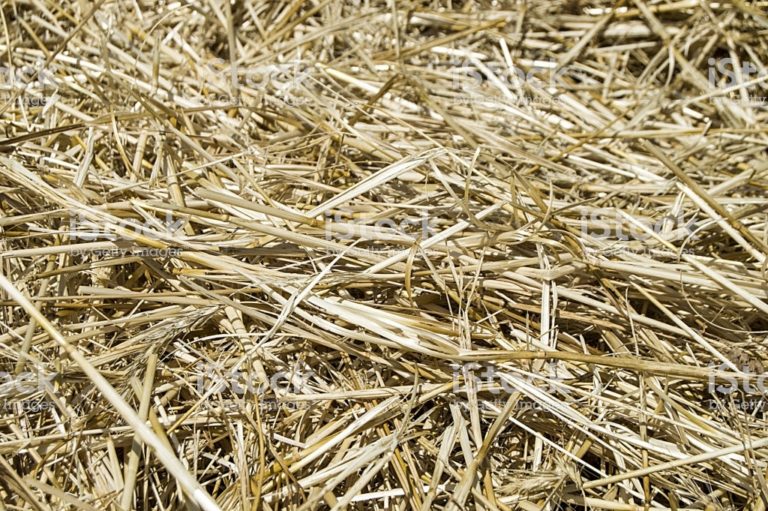 Stubble and straw residues in harvested wheat fields